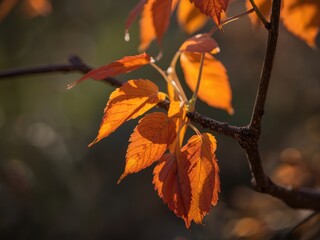 Obraz premium Vibrant autumn leaves on branch