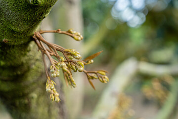 young durian flowers blooming on tree branch