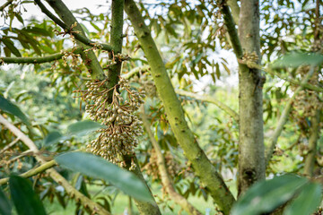 young durian flowers blooming on tree branch