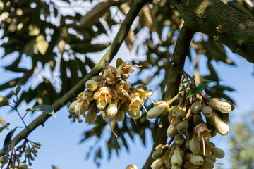 young durian flowers blooming on tree branch