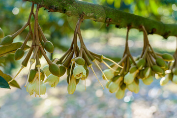 young durian flowers blooming on tree branch