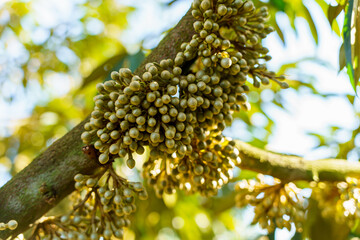 young durian flowers blooming on tree branch