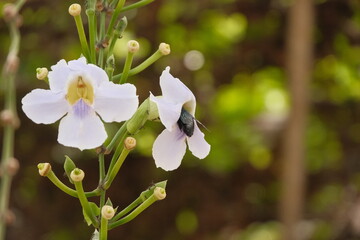 Carpenter Bee Pollinating Blue Trumpet Vine or Thunbergia Grandiflora Flower