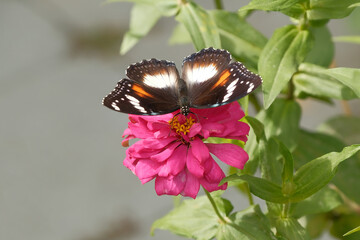 Great Eggfly Butterfly or Hypolimnas Bolina on Pink Zinnia Flower