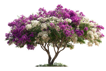 A large tree with purple and white flowers, isolated on a transparent background