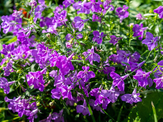 Lobelia Erinus Laguna Ultraviolet. Lobelia with delicate blue flowers. Vibrant, colorful flowers on...