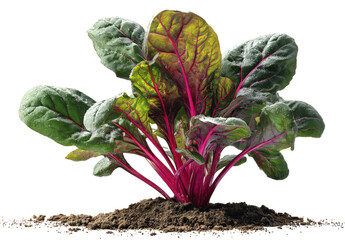 A plant with green leaves and red stems is growing in the dirt, isolated on a transparent background