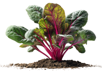 A plant with green leaves and red stems is growing in the dirt, isolated on a transparent background
