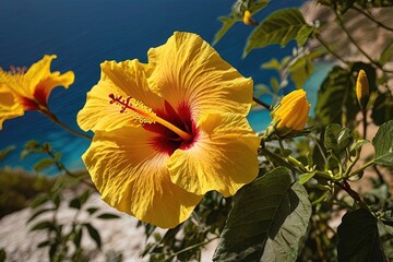 Yellow hibiscus flower in Greece vibrant