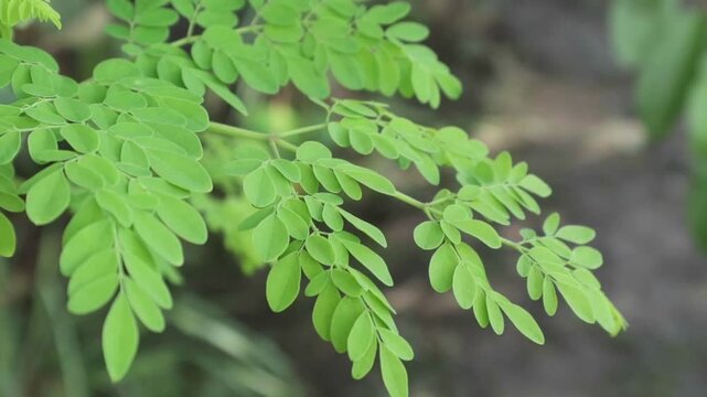 Close up moringa leaves (moringa oleifera) in garden, herb medicine plant 