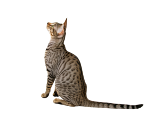 A bengal cat sitting on a black background looking up