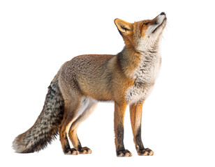 Fototapeta premium A detailed sculpture of a coyote howling at the moon with intricate fur details