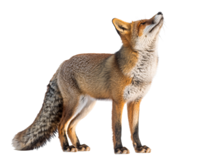 A detailed sculpture of a coyote howling at the moon with intricate fur details