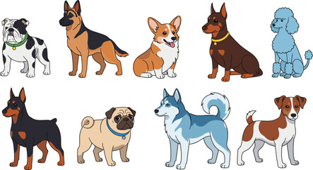 Cute dog breeds collection featuring German Shepherd Bulldog Corgi Poodle Husky Pug and Doberman for pet care animal shop and veterinary branding design. © Aminul