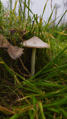 mushroom emerges from damp winter grass in foggy Sacramento