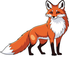 Obraz premium Red fox standing illustration with fluffy orange fur and bushy tail isolated on white for wildlife nature forest animal and children book design.