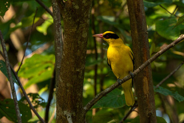 Fototapeta premium A vibrant Black-naped Oriole with bright yellow plumage perches on a branch