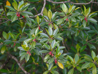 Obraz premium Oriental mangrove tree featuring bright red flowers and lush green foliage