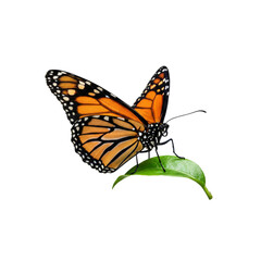 Monarch butterfly on a leaf