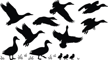 Obraz premium Flying duck silhouettes set, bird flight poses with geese and ducklings, wildlife nature black vector illustration collection