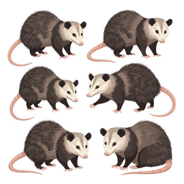 Animated Opossums Collection Six Diverse Poses of North American Marsupials with Distinctive Whiskers