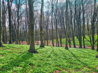 Early spring beech forest floor covered Wood anemone wildflowers bloom in Lviv, Ukraine