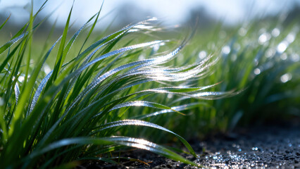 Natural Scene of Green Grass Waves Blown by Breeze