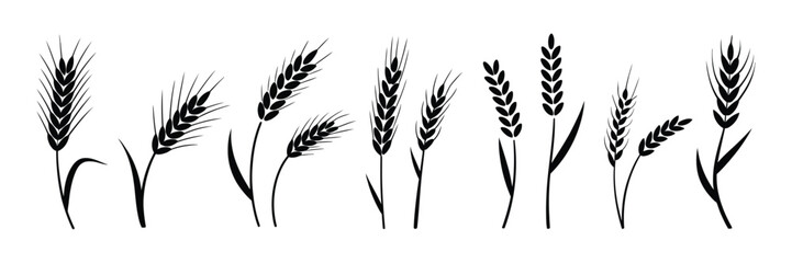 Wheat Icon with grey cereals icon set including rice, corn, oats, vector farm wheat ears, gluten free symbol, wheat logo, bakery icon, spike wheat, and bread grain illustration.