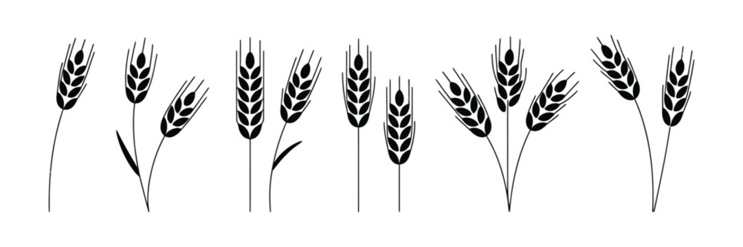 Wheat Icon with grey cereals icon set including rice, corn, oats, vector farm wheat ears, gluten free symbol, wheat logo, bakery icon, spike wheat, and bread grain illustration.