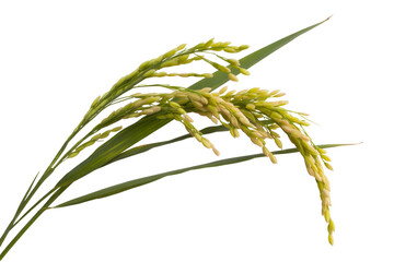 A golden rice ears with green straws on transparent background 