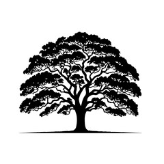 Fototapeta premium Oak Tree Vector Illustration