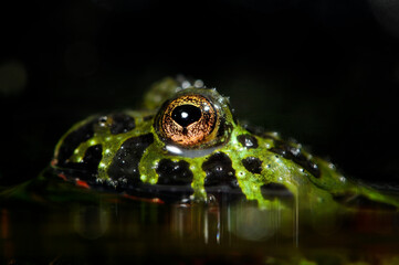 Oriental fire-bellied toad // Chinesische Rotbauchunke (Bombina orientalis)
