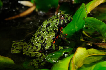 Chinesische Rotbauchunke // Oriental fire-bellied toad (Bombina orientalis)