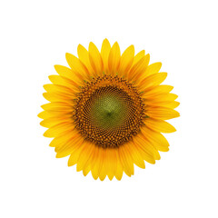 Fototapeta premium Yellow Sunflower isolated on Transparent Background