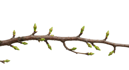 Spring tree branch with fresh green buds isolated on transparent background symbolizing growth renewal and nature