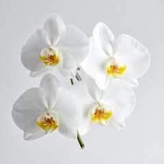 Obraz premium Elegant White Orchid Flowers on a Light Gray Background