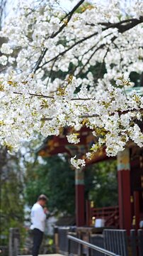 [Vertical video] Konnoh zakura (Konnoh Cherry Blossoms) at Konnoh Hachimangu Shrine, Shibuya, Tokyo, with blurred visitors in the background