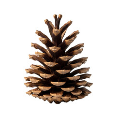 Large brown pinecone on black background