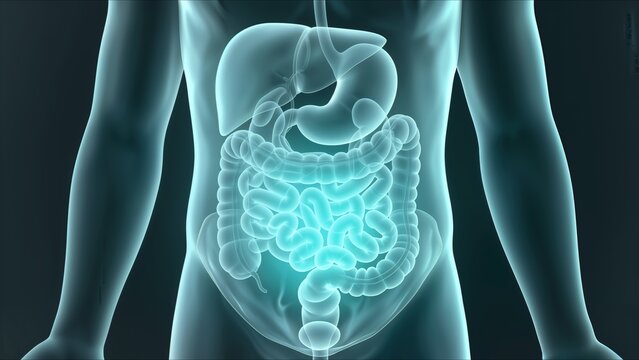 Human Digestive System Anatomy Illustration 8.