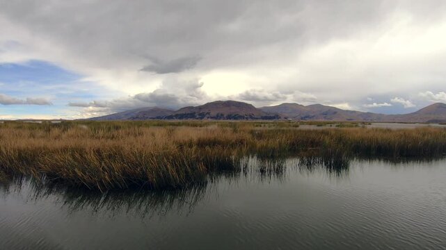 Totora plant is a subspecies of sedge (bulrush sedgereed) that grows on Lake Titicaca and is used by the Uru people to build floating islands and boats