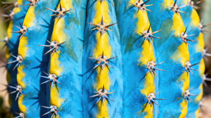 Blue-Yellow Creative Cactus Macro Photography