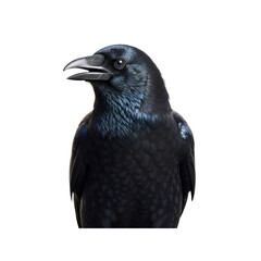 Fototapeta premium Raven on Transparent Background