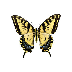 Eastern Tiger Swallowtail butterfly