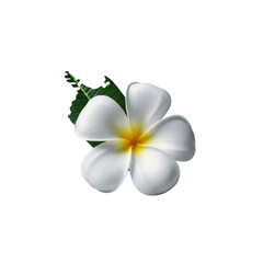 Naklejka premium Frangipani blossom with leaf on Transparent Background