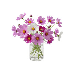 Pink and White Cosmos Flowers in Glass Vase