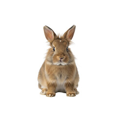 Cute brown rabbit on Transparent Background