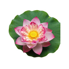 Pink lotus blossom against Transparent Background