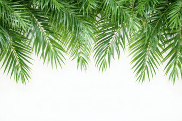 Obraz premium Tropical Palm Leaf Roof On White Background Wide Banner Layout