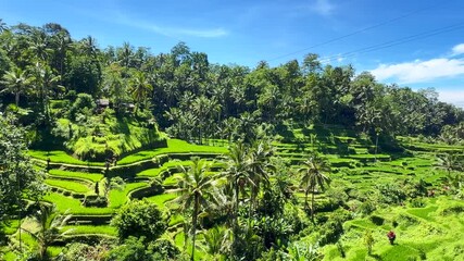 Tegalalang is a village known for its stunning, lush green rice fields