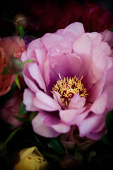 Close up of yellow pistils inside pink peony © Cavan